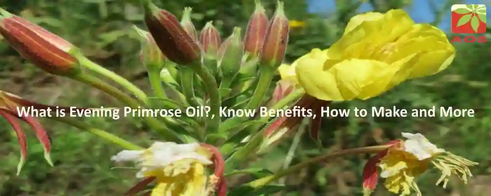 All About Evening Primrose Oil