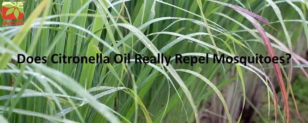 Citronella Oil Mosquito Repellent