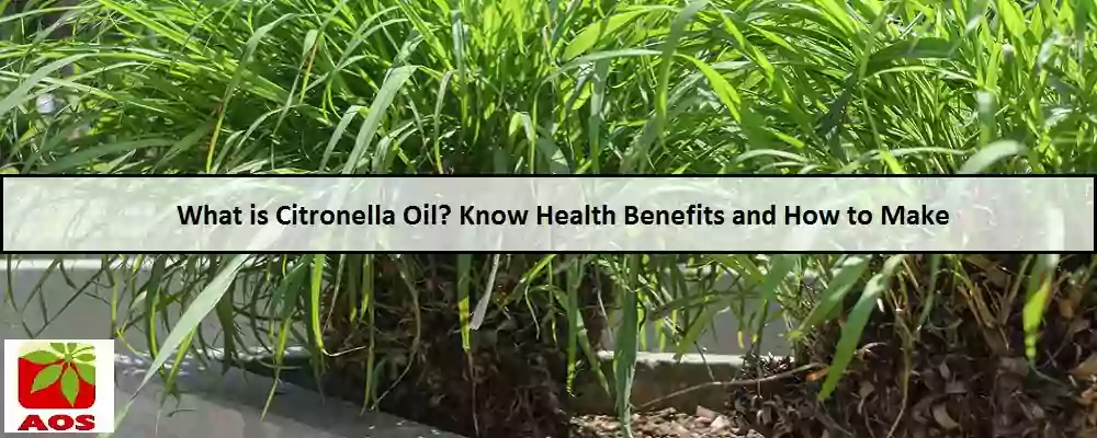 All About Citronella Oil