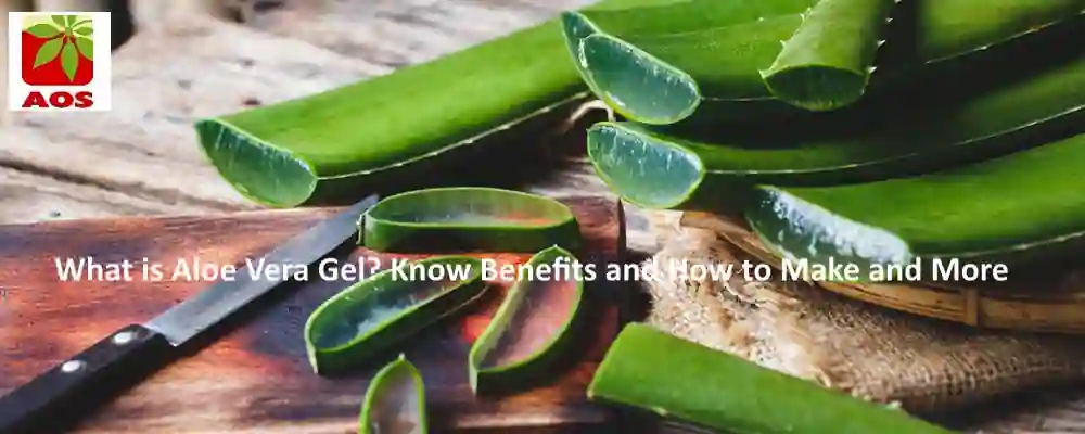 All About Aloe Vera Gel